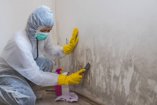 Professional Mold Remediation in Watchung, NJ