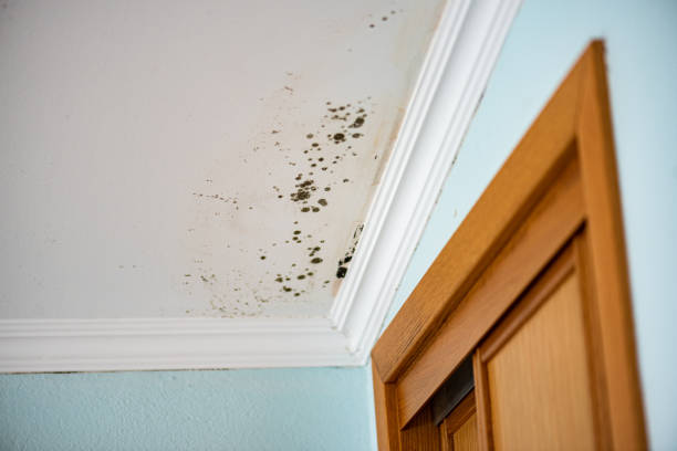 Best Insurance-Related Mold Remediation in Watchung, NJ